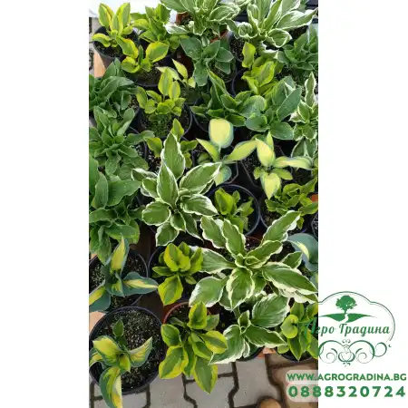 Разсад Хоста Hosta (различни цветове)