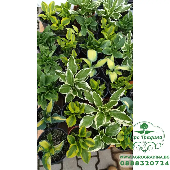 Разсад Хоста Hosta (различни цветове) Разсад Хоста Hosta (различни цветове)