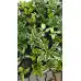 Разсад Хоста Hosta (различни цветове)