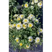 Лятна Хризантема в саксия Ф17 (бяла) - цъфти цяло лято