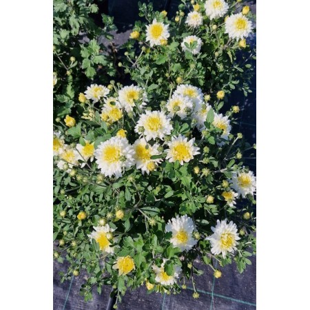 Лятна Хризантема в саксия Ф17 (бяла) - цъфти цяло лято
