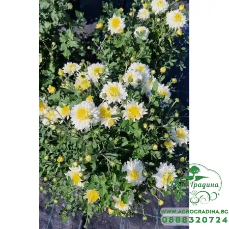 Лятна Хризантема в саксия Ф17 (бяла) - цъфти цяло лято