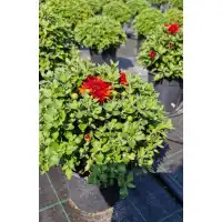 Хризантема в саксия - Ф17 (различни цветове)