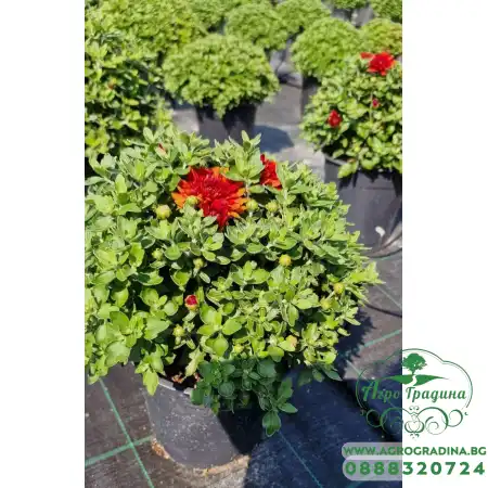 Хризантема в саксия - Ф17 (различни цветове)