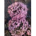 Хризантема в саксия - Ф17 (различни цветове)