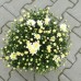 Лятна Хризантема в саксия Ф17 (бяла) - цъфти цяло лято
