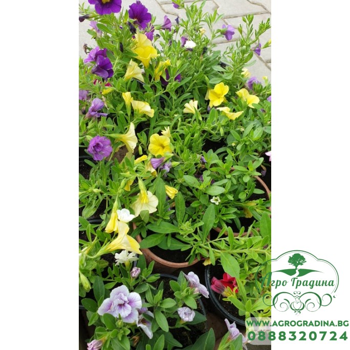 Калибрахое в саксия - различни цветове