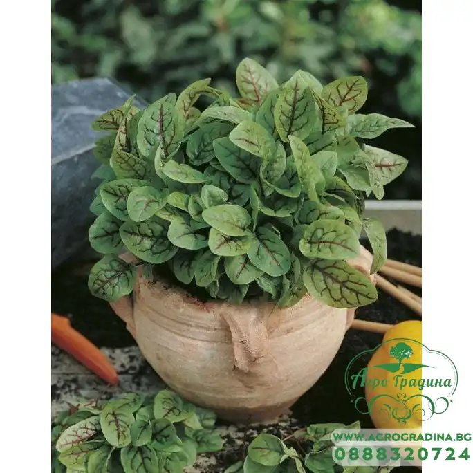 Киселец с червени жилки в саксия Rumex red blood