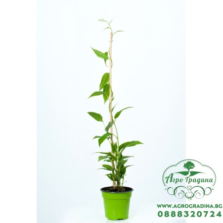 Киви - KIWI BERRY Actinidia Arguta (Самоопрашващо се,Студоустойчиво)