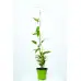 Киви - KIWI BERRY Actinidia Arguta (Самоопрашващо се,Студоустойчиво)
