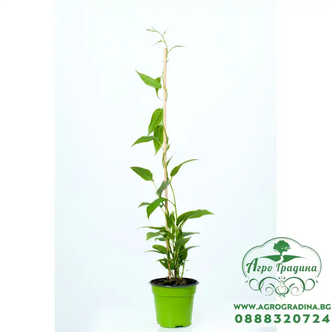 Киви - KIWI BERRY (Самоопрашващо се,Студоустойчиво) Киви - KIWI BERRY (Самоопрашващо се,Студоустойчиво)