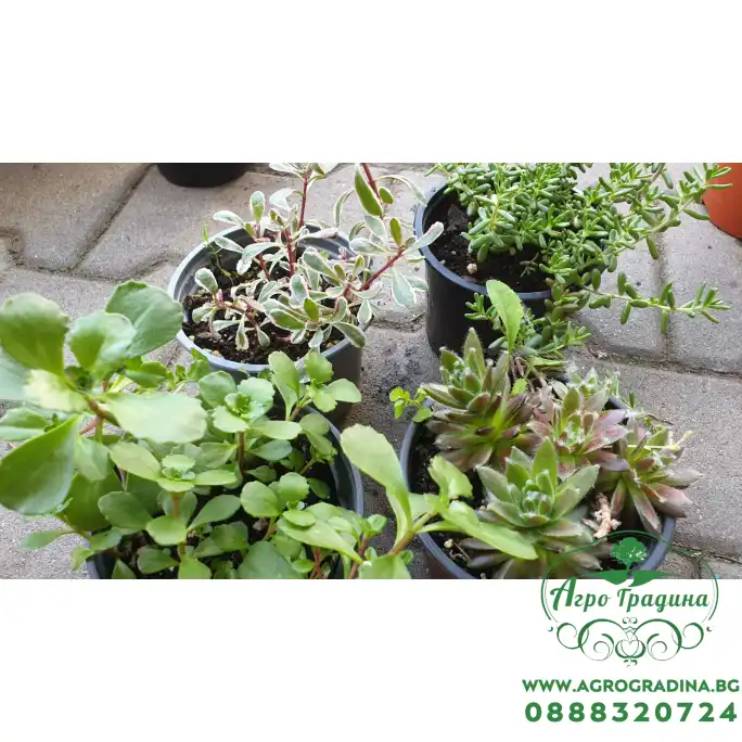 Комплект 4 броя Сукуленти и Седуми микс в саксия