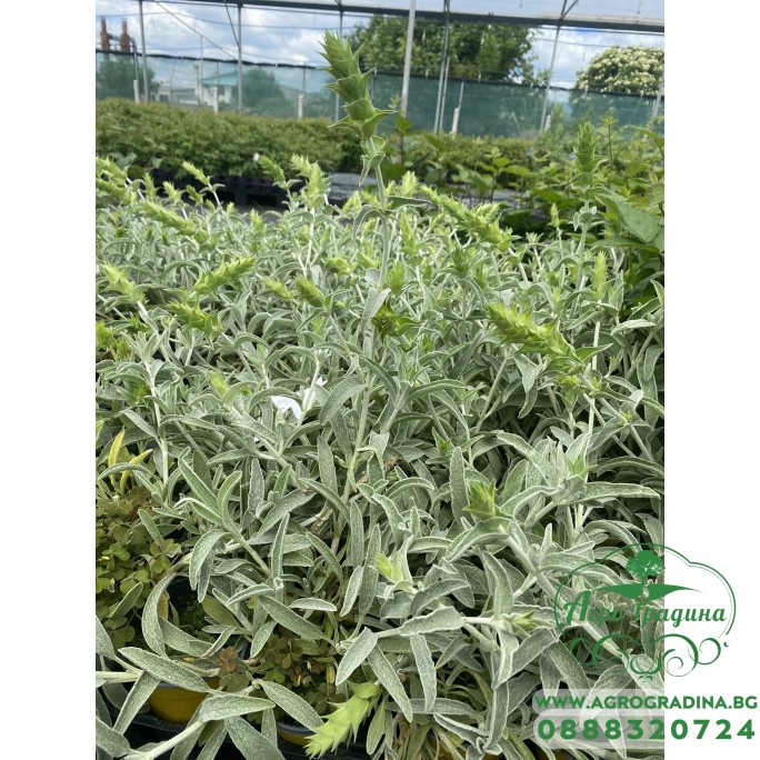 Разсад Критски чай / Sideritis syriaca