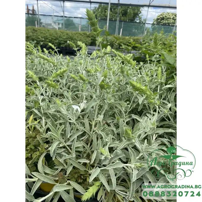 Разсад Критски чай Sideritis syriaca