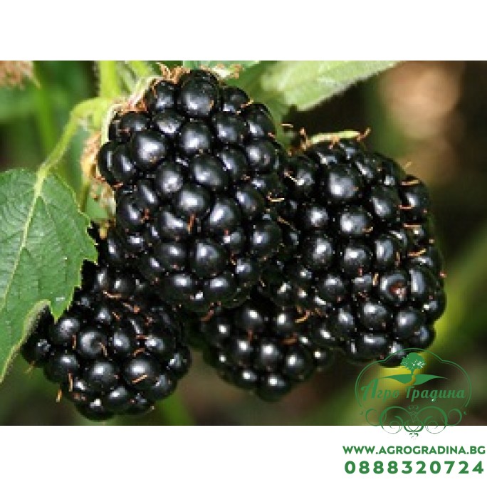 Къпина (едра) без бодли