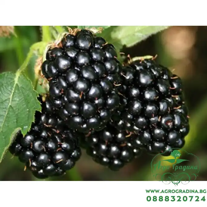 Къпина (едра) без бодли