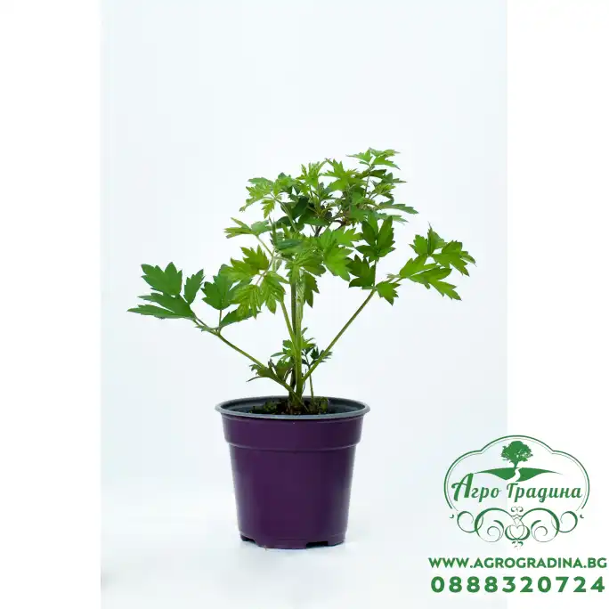 Къпина Rubus Fruticosus Thornless Evergreen (Oregon) - вечнозелена Къпина Rubus Fruticosus Thornless Evergreen (Oregon) - вечнозелена