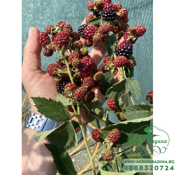 Къпина Rubus Fruticosus Thornless Evergreen (Oregon) - вечнозелена