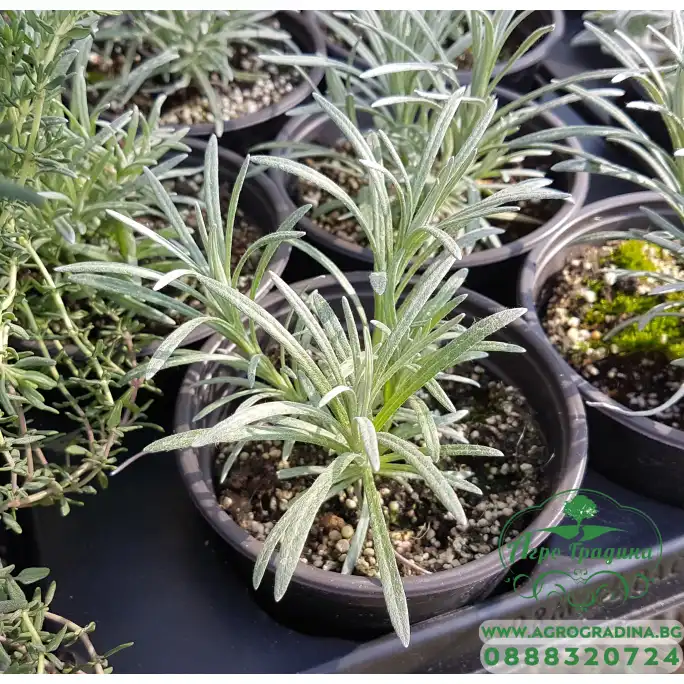 Разсад Къри Helichrysum italicum Разсад Къри Helichrysum italicum
