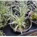 Разсад Къри Helichrysum italicum