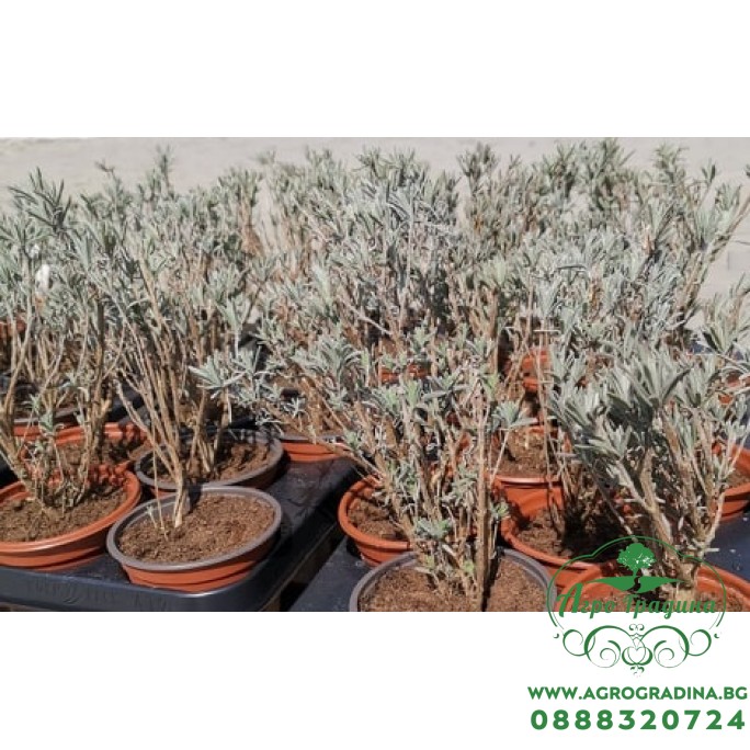 Лавандула Сорт СЕВТОПОЛИС