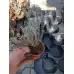 Лавандула Сорт СЕВТОПОЛИС
