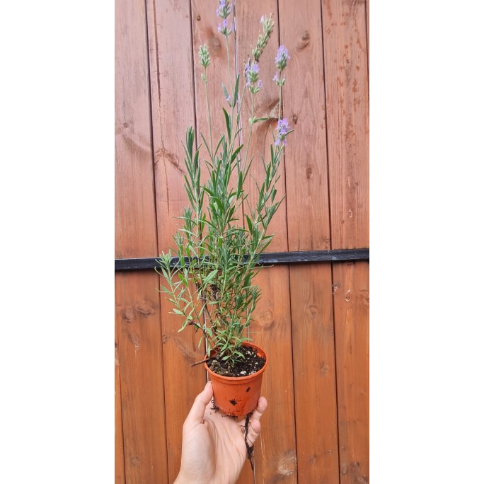 Разсад Лавандула / Lavandula angustifolia Hidcote Blue