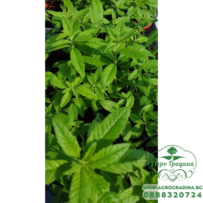 Разсад Лимонова върбинка (Алойзия) / Aloysia citriodora