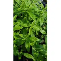 Разсад Лимонова върбинка (Алойзия) Aloysia citriodora