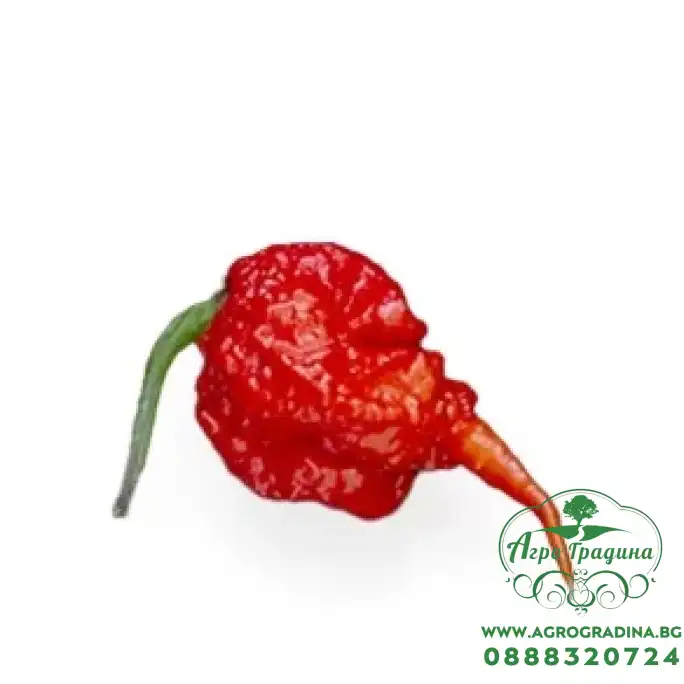 Много люти чушки в саксия (различни видове, височина 80-110 см) Hot peppers in pot Много люти чушки в саксия (различни видове, височина 80-110 см) Hot peppers in pot