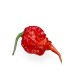 Много люти чушки в саксия (различни видове, височина 80-110 см) Hot peppers in pot – Разсад