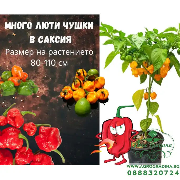 Много люти чушки в саксия (различни видове, височина 80-110 см) Hot peppers in pot