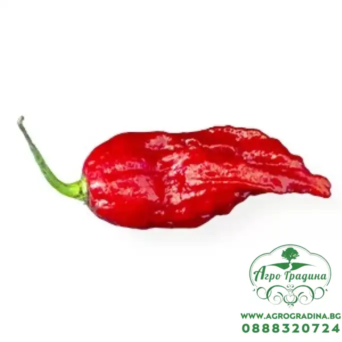 Много люти чушки в саксия (различни видове, височина 80-110 см) Hot peppers in pot Много люти чушки в саксия (различни видове, височина 80-110 см) Hot peppers in pot