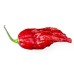 Много люти чушки в саксия (различни видове, височина 80-110 см) Hot peppers in pot – Разсад