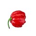 Много люти чушки в саксия (различни видове, височина 80-110 см) Hot peppers in pot – Разсад