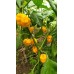 Много люти чушки в саксия (различни видове, височина 80-110 см) / Hot peppers in pot