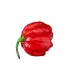 Много люти чушки в саксия (различни видове, височина 80-110 см) Hot peppers in pot