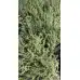 Разсад Мащерка в саксия Thymus vulgaris