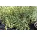 Разсад Мащерка в саксия Thymus vulgaris