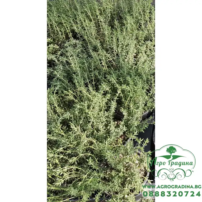 Разсад Мащерка в саксия Thymus vulgaris Разсад Мащерка в саксия Thymus vulgaris