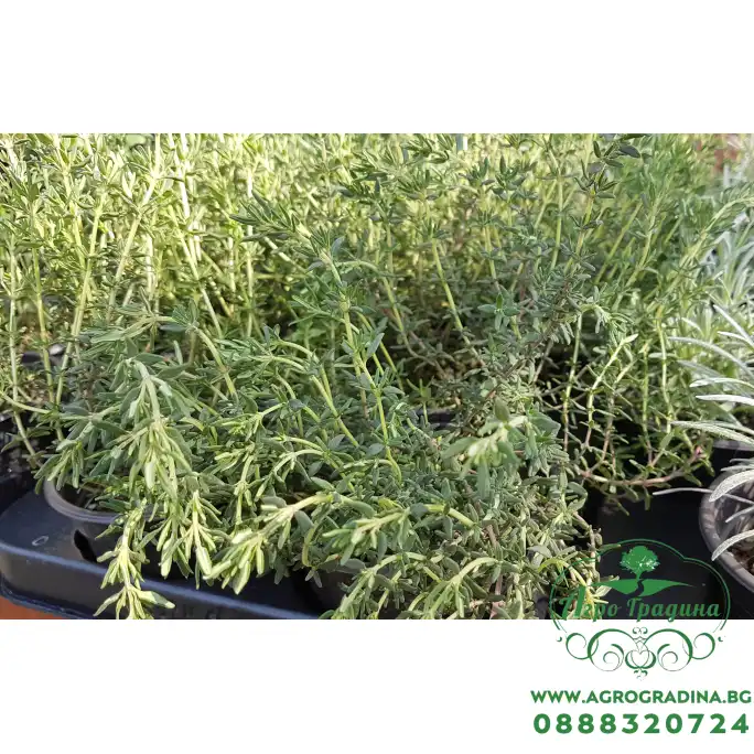 Разсад Мащерка в саксия Thymus vulgaris Разсад Мащерка в саксия Thymus vulgaris