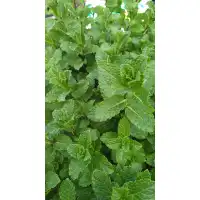 Разсад Мента Мароканска Moroccan Mint