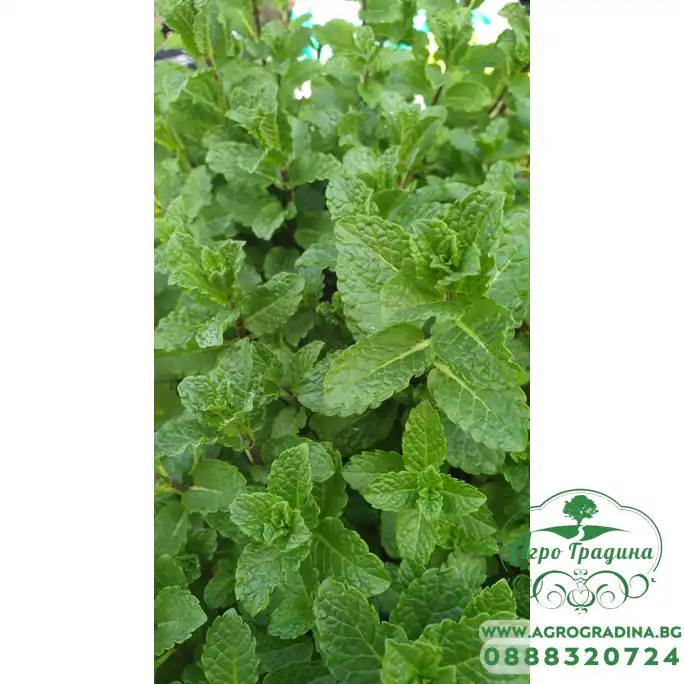 Разсад Мента Мароканска Moroccan Mint Разсад Мента Мароканска Moroccan Mint