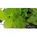 Разсад Мента с аромат на Портокал Mentha × piperita f citrata Orange