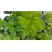 Разсад Мента с аромат на Портокал Mentha × piperita f citrata Orange