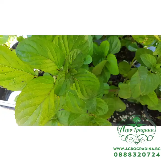 Разсад Мента с аромат на Портокал Mentha × piperita f citrata Orange Разсад Мента с аромат на Портокал Mentha × piperita f citrata Orange