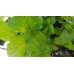 Разсад Мента с аромат на Портокал Mentha × piperita f citrata Orange