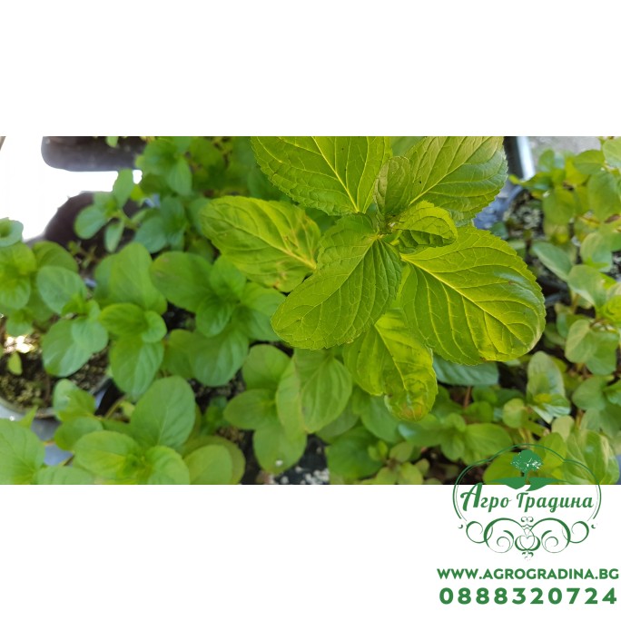 Разсад Мента с аромат на Портокал Mentha × piperita f citrata Orange