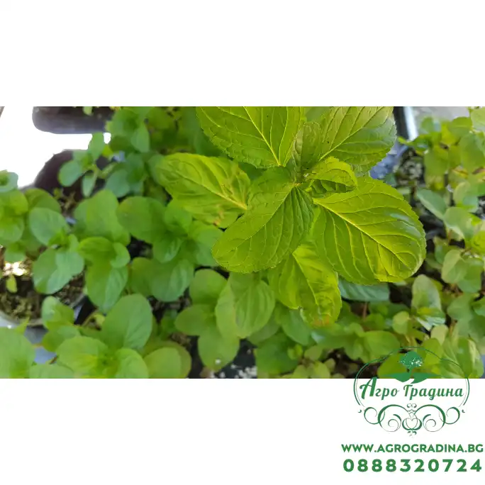 Разсад Мента с аромат на Портокал Mentha × piperita f citrata Orange Разсад Мента с аромат на Портокал Mentha × piperita f citrata Orange