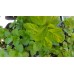 Разсад Мента с аромат на Портокал Mentha × piperita f citrata Orange